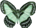 Schmetterling