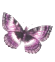 Schmetterling