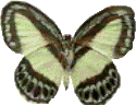 Schmetterling bilder