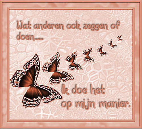 Schmetterling bilder