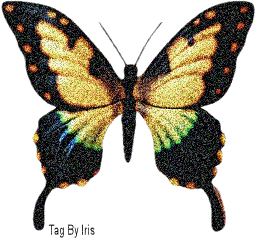 Schmetterling bilder