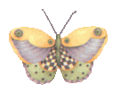 Schmetterling