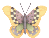 Schmetterling