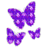 Schmetterling bilder