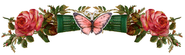 Schmetterling bilder