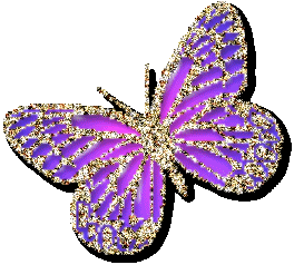 Schmetterling bilder