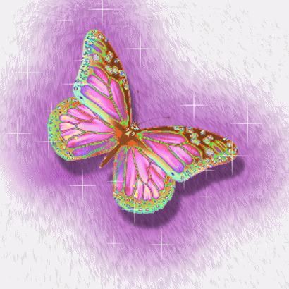 Schmetterling bilder