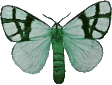 Schmetterling