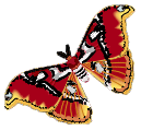 Schmetterling bilder