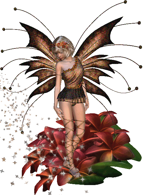 Schmetterling bilder