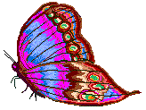 Schmetterling bilder