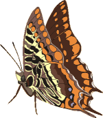 Schmetterling