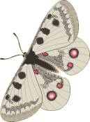 Schmetterling bilder