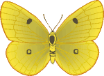 Schmetterling bilder