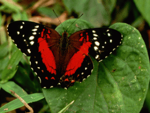 Schmetterling bilder