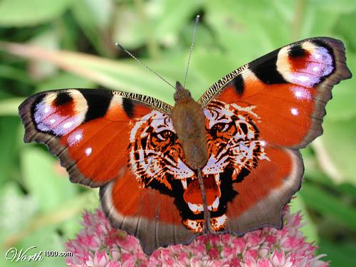 Schmetterling bilder
