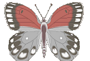Schmetterling bilder