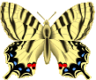 Schmetterling bilder