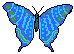 Schmetterling bilder