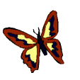Schmetterling bilder