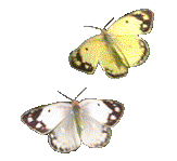 Schmetterling bilder