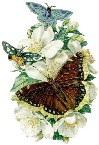 Schmetterling