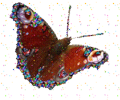 Schmetterling