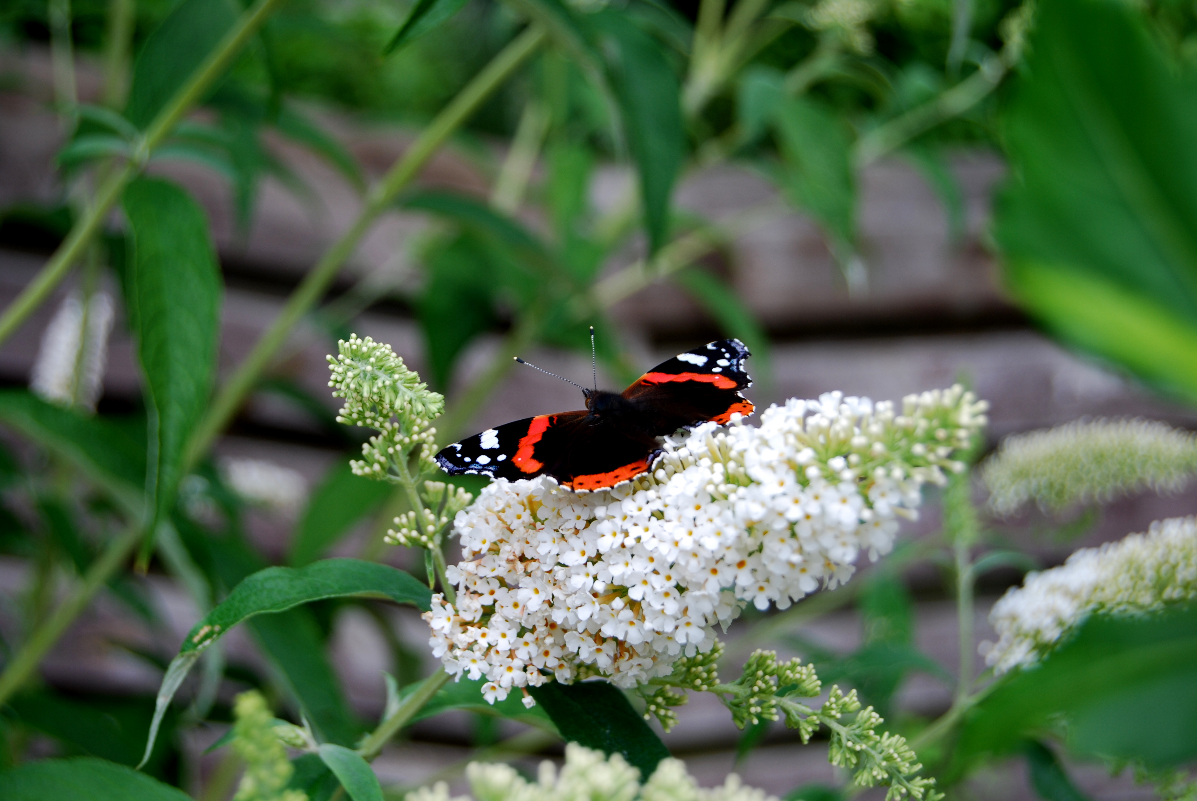 Schmetterling bilder