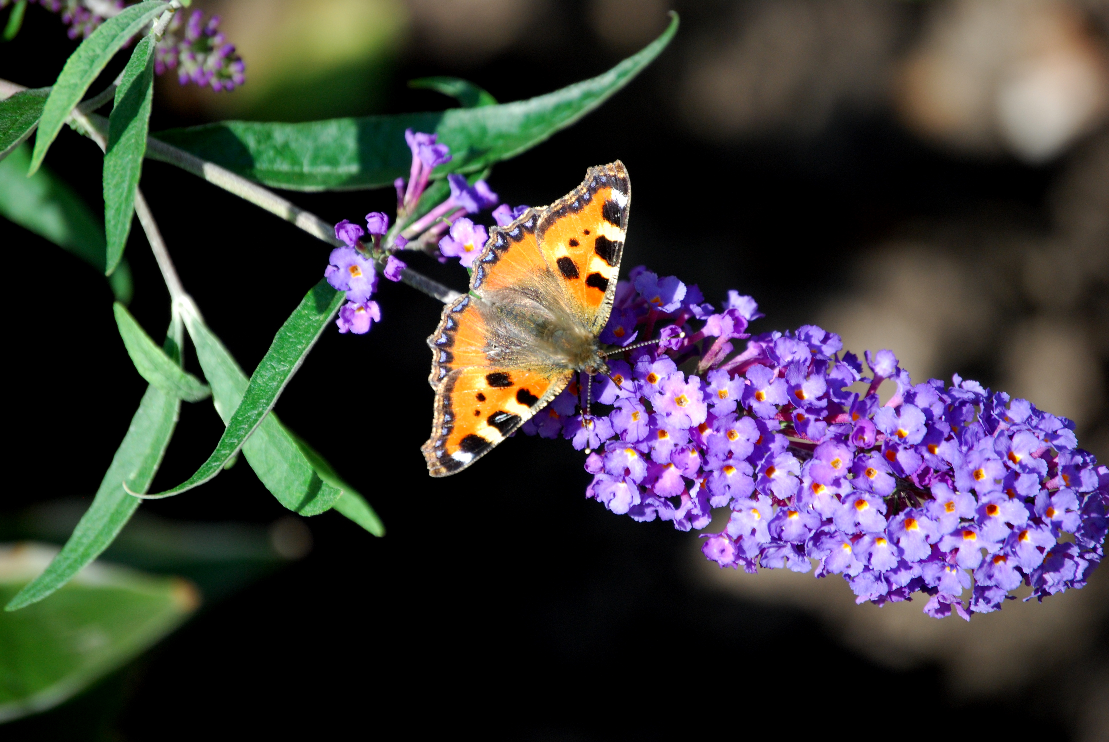 Schmetterling bilder