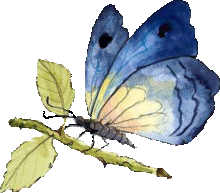 Schmetterling