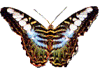 Schmetterling bilder