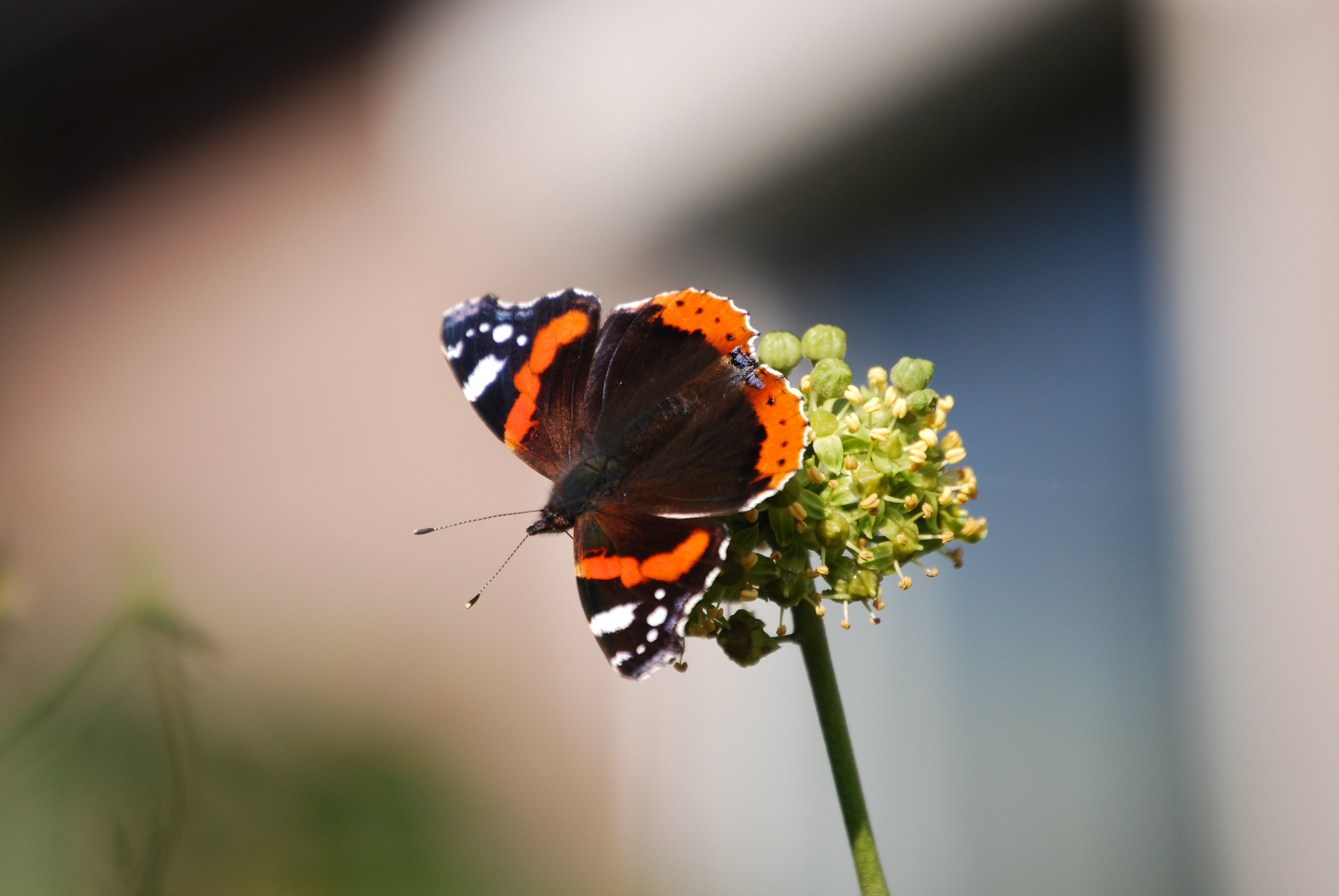 Schmetterling bilder