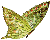 Schmetterling bilder