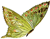 Schmetterling