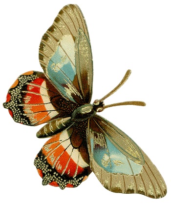 Schmetterling