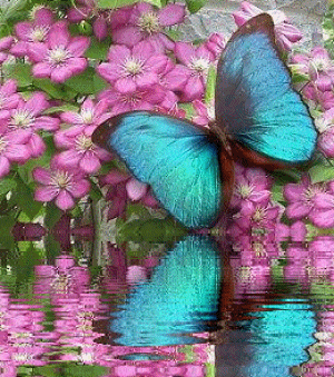 Schmetterling bilder