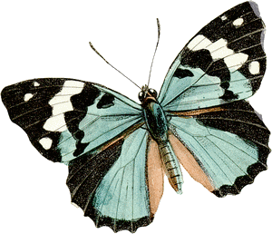 Schmetterling