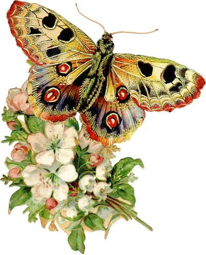 Schmetterling