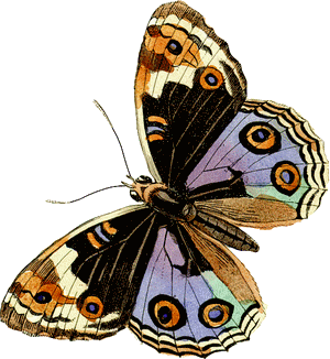 Schmetterling