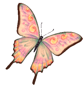 Schmetterling bilder