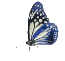 Schmetterling