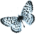 Schmetterling bilder