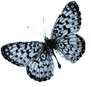 Schmetterling