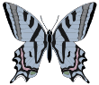 Schmetterling bilder