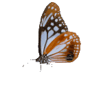 Schmetterling bilder