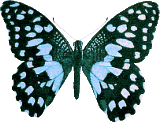 Schmetterling