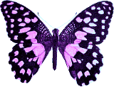 Schmetterling