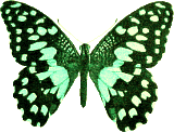 Schmetterling