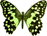 Schmetterling