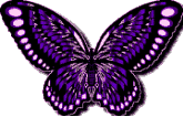 Schmetterling bilder